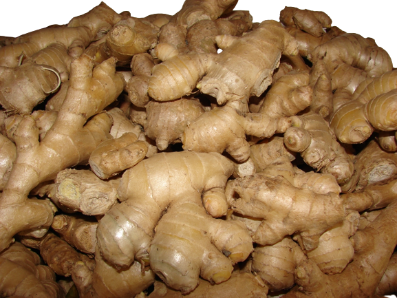 Zingiber_officinale-_cTrQaVoHDyg5-removebg-preview